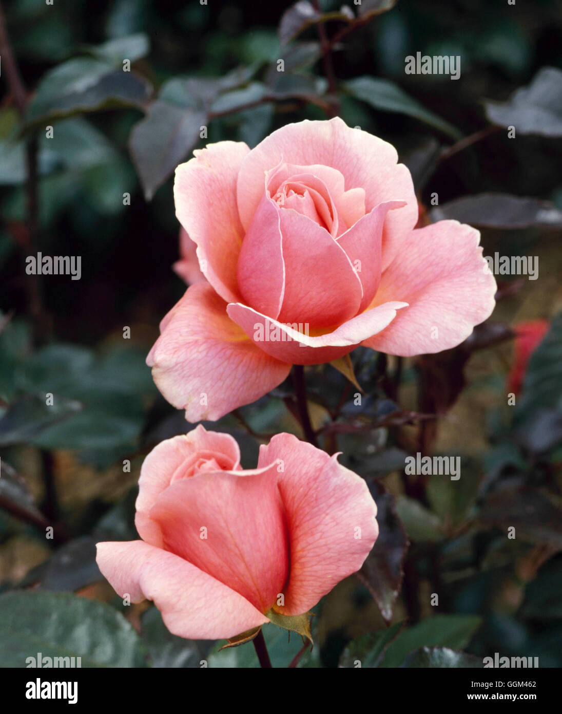 Rosa - `Fragrant Delight' (Floribunda)   RFL002208 Stock Photo